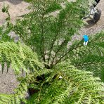 Diksónia antarktická (Dicksonia antarctica) – výška 100-120 cm, výška kmeňa 20-30 cm, kont. C45L